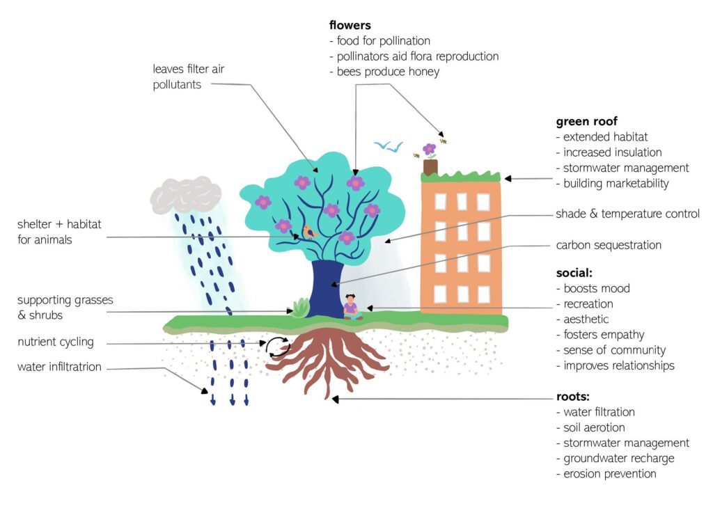 Project H2020 Clearing House: een geïntegreerde visie op bomen in de stad ontwikkelen.