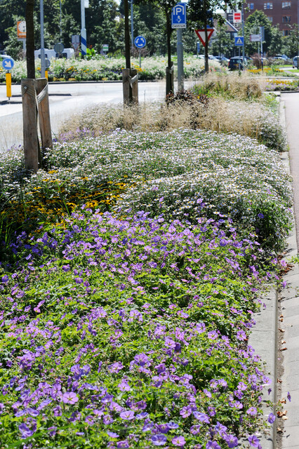 Maak openbare ruimte jaarrond groen en aantrekkelijk met vaste planten: Geranium 'Rozanne'