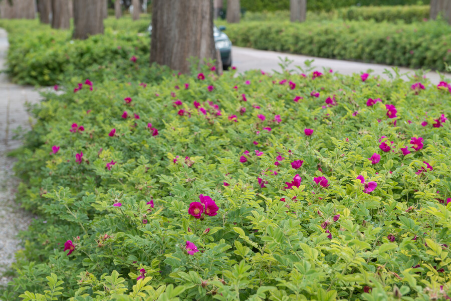 Kleurrijke kwaliteitsimpuls openbaar groen met bodembedekkende rozen